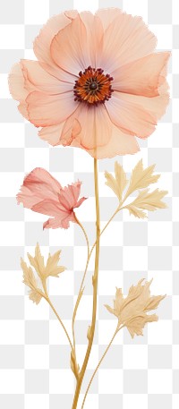 PNG  Real pressed poppy flower petal plant.