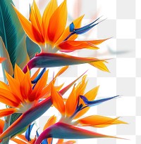 PNG  Photo of flying bird of paradise flowers backgrounds pattern petal.