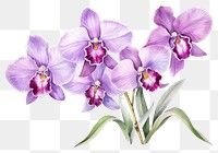 PNG Flower orchid blossom violet. 