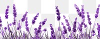 PNG Lavender flower backgrounds blossom. 