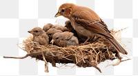 PNG Bird nest animal beginnings. 