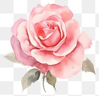 PNG Plain rose background painting flower petal.