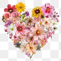 PNG Flower Collage heart shaped pattern flower asteraceae.