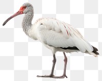 PNG Ibis animal stork white. 