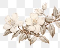 PNG Jasmine flower sketch blossom pattern.