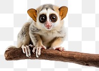 PNG Loris wildlife animal mammal.