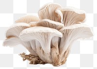 PNG Oyster mushroom fungus plant  