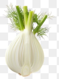 PNG Fresh fennel bulb produce plant food.