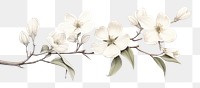 PNG Botanical illustration magnolia flower blossom sketch.