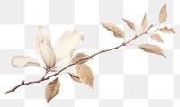 PNG Botanical illustration magnolia flower drawing sketch.