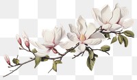 PNG Botanical illustration magnolia flower blossom plant.