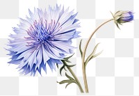 PNG Botanical illustration cornflower blossom plant aster.