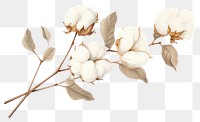 PNG Botanical illustration cotton flower white inflorescence freshness.