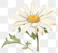 PNG Botanical illustration daisy flower plant white inflorescence.