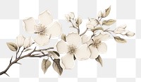 PNG Botanical illustration floral flower blossom drawing.