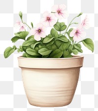 PNG Botanical illustration flower pot plant vase terracotta.