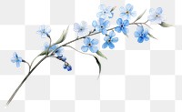 PNG Botanical illustration forget me not flower blossom plant.