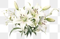 PNG Botanical illustration lily bouquet flower plant white.