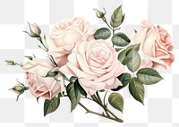 PNG Botanical illustration rose bouquet flower plant inflorescence.