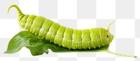 PNG Hornworm insect plant green.