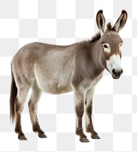 PNG Donkey animal mammal white background. 