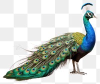 PNG Peacock animal bird wildlife.