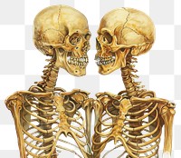 PNG  Two skeletons facing each other