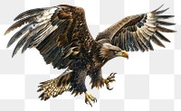 PNG  Majestic eagle soaring illustration