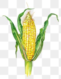 PNG  Vibrant corn illustration with husk