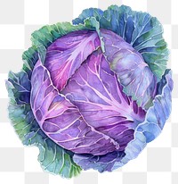 PNG  Vibrant watercolor purple cabbage illustration