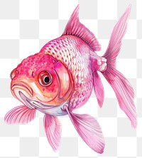 PNG  Vibrant pink goldfish illustration