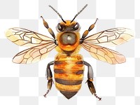 PNG  Detailed watercolor bee illustration