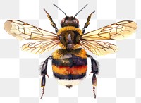 PNG  Detailed watercolor bee illustration