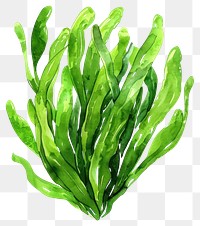 PNG  Vibrant green seaweed illustration