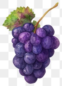 PNG  Vibrant watercolor grape cluster illustration