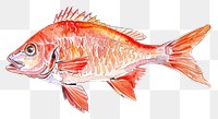 PNG  Vibrant watercolor fish illustration