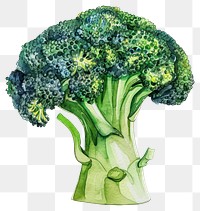 PNG  Vibrant watercolor broccoli illustration