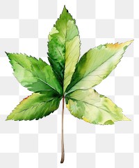 PNG  Chestnut leaf herbal plant herbs.