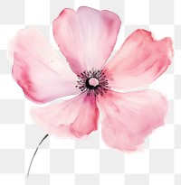 PNG Background pink flower blossom petal plant.