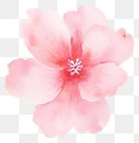 PNG Background pink flower blossom petal plant.