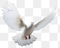 PNG Free flying white dove animal bird wildlife.