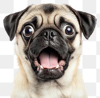 PNG Adorable pug with wide eyes