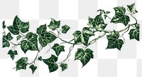 PNG  Ivy vine plant leaf.