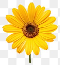 PNG Beautiful yellow daisy flower sunflower petal plant. 