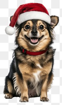 PNG Dog santa cute pet.