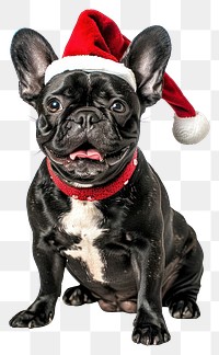 PNG Black french bulldog dog wearing a santa hat canine cute pet.