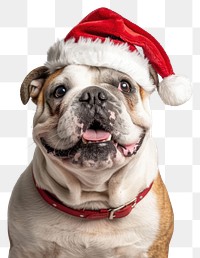 PNG Bull dog dog wearing a santa hat bulldog animal cute.