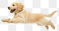 Golden retriever puppy animal canine mammal.