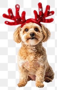 PNG Maltipoo dog dog wearing a red deer antlers headband on head christmas costume photo.