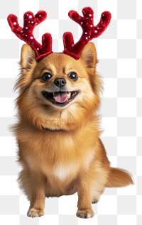 PNG Pomeranian dog wearing a red deer antlers headband on head christmas costume cute.